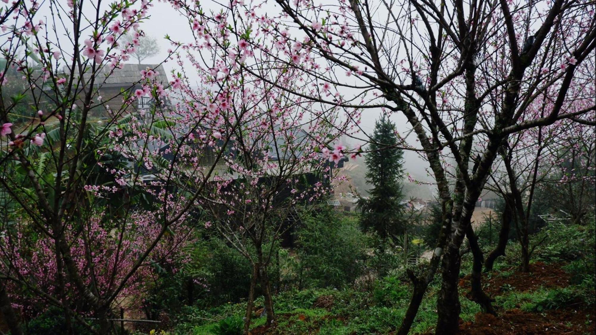 Ta Phin Cottage Sapa Exterior photo
